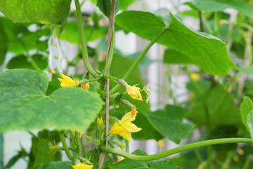 The maturation and growth of cucumbers