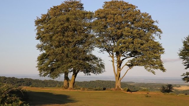 Quantock Hills Somerset England UK Seven sisters trees 