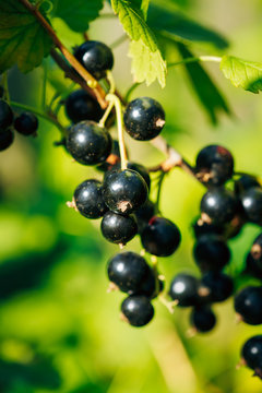 Black Currant. Growing Organic Berries Closeup. Ripe Currant In 