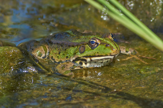 Frog  in the shallow water near the shore.