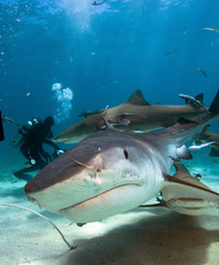 Obraz na płótnie Canvas Curious tiger shark swims to the diver´s camera.