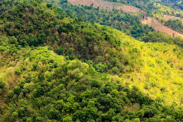 Aerial view of the forest