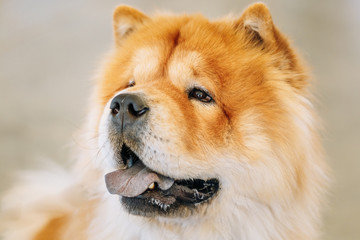Brown Chines chow chow dog 
