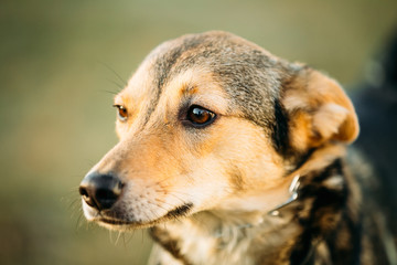 Brown Dog Head Close Up Portrait