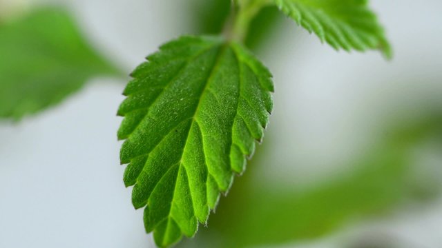 Das Aztekische S&uuml;&szlig;kraut, Lippia dulcis, Zuckerersatz