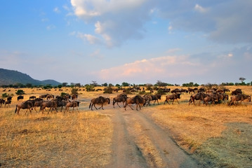 African wildlife
