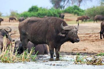 Buffaloes, Africa