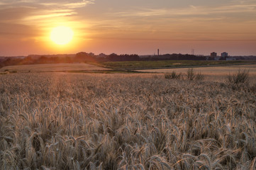 Pole zboża podczas zachodu słońca na polskiej wsi © Patrycja