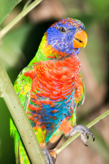 Coconut lorikeet  parrot
