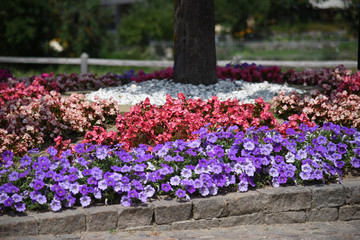 fiori fiore aiuola fiore aiuola fiori paese
