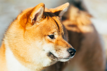 Close Up Beautiful Red Shiba Inu Puppy Dog Staying Outdoor