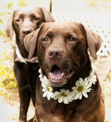two chocolate Labradors in daisy chains