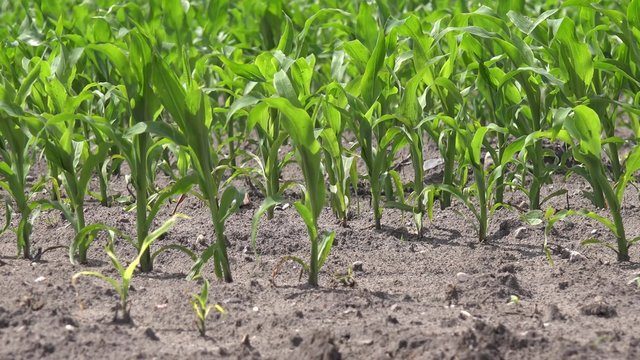 Field with young maize plants 