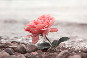 rosa Rosenblüte am Seeufer, monochrom, Design Trauerkarte