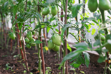 Green tomatoes ripen on the Bush