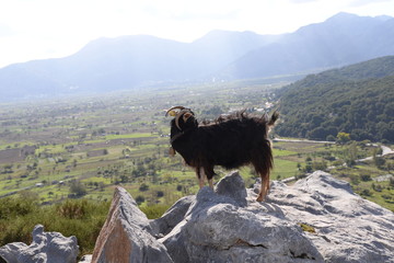 Ziege auf Kreta