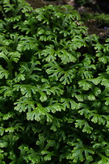 Obraz premium plants 