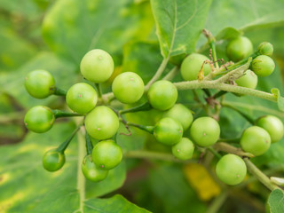Group small vegetable of Solanum torvum on the tree in the vegetable garden behind the house.