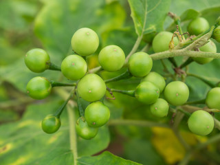 Group small vegetable of Solanum torvum on the tree in the vegetable garden behind the house.