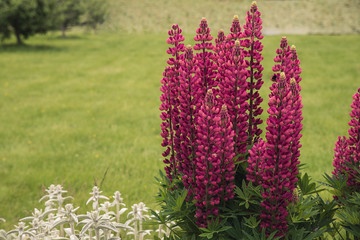 Beautiful pink flowers