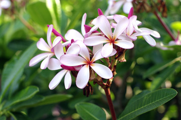 tropical pink flower