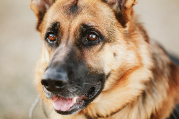 German Shepherd Dog Close Up 