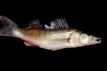 Raw fish pike perch