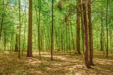 Fototapeta premium Sunlight In Deciduous Forest, Summer Nature
