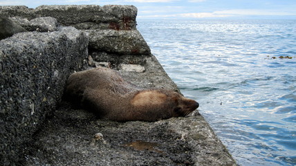 Phoque de Kaikoura © choupi33
