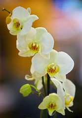 orchid
