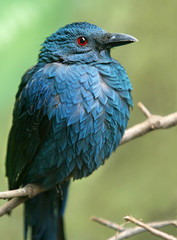 Bluebird