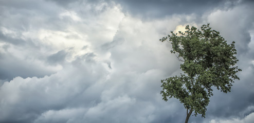 Panoramic view of gloomy sky and tree