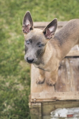 Belgian Malinois puppy. Little dog in the grass