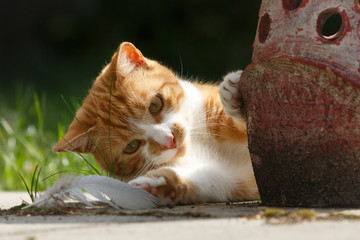Katze mit Feder