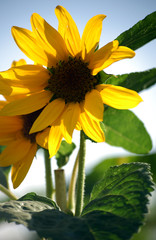 Sonnenblume im Sonnenlicht / Farbenfrohe  Sonnenblume von der Sonne beleuchtet