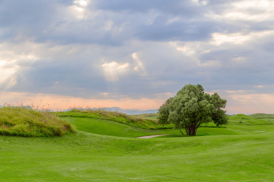 Golf course with tree