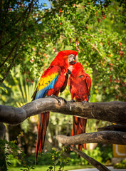 Scarlet macaw parrots