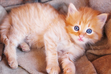 amusing kitten with light blue eyes