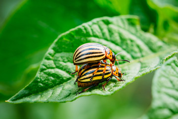 Macro Shot Of Potato Bug On Leaf