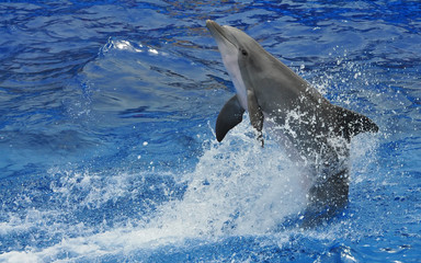Fototapeta premium Dancing Dolphin in captivity