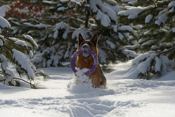 German shepherd dog with toy