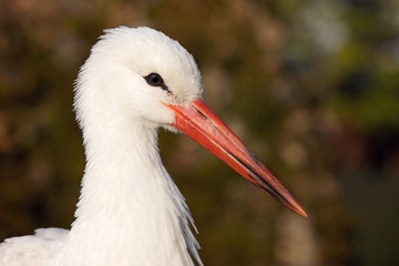 White stork
