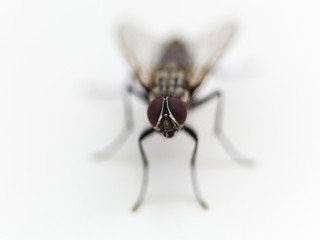frontal view of housefly close up on whit