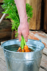 Washing the bunch of carrot