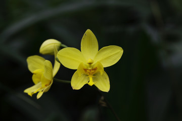 thai orchids
