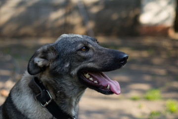 Крупная собака улыбается