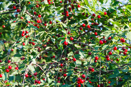 many red cherry on tree in summer