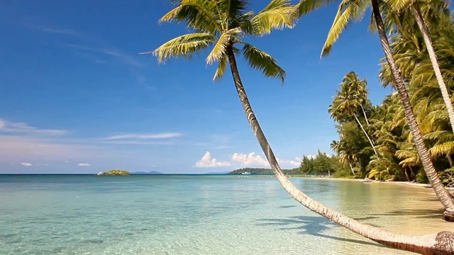 Tropical sea shore with palm trees on the beach