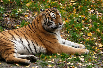 Tiger auf der Wiese