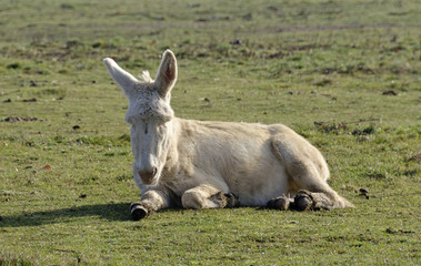 Weisser Esel auf der Weide